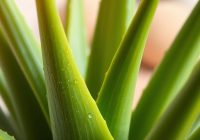 Aloes – nawilża czy wysusza? Fakty i mity o jego właściwościach