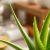 Aloes na zmarszczki – skąd bierze się jego skuteczność?