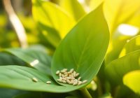 Bakuchiol: zastosowanie, efekty i przeciwwskazania w praktyce