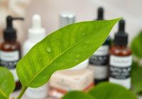 Centella asiatica: najważniejsze zasady i szybkie wskazówki Centella asiatica: najważniejsze zasady i szybkie wskazówki