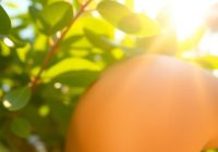 Kwas glikolowy latem: praktyka stosowania: częstotliwość, łączenie, efekty