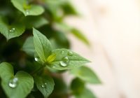 Madecassoside: praktyczny poradnik i najczęstsze błędy Madecassoside: praktyczny poradnik i najczęstsze błędy